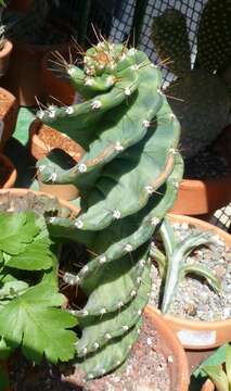 Image de Cereus