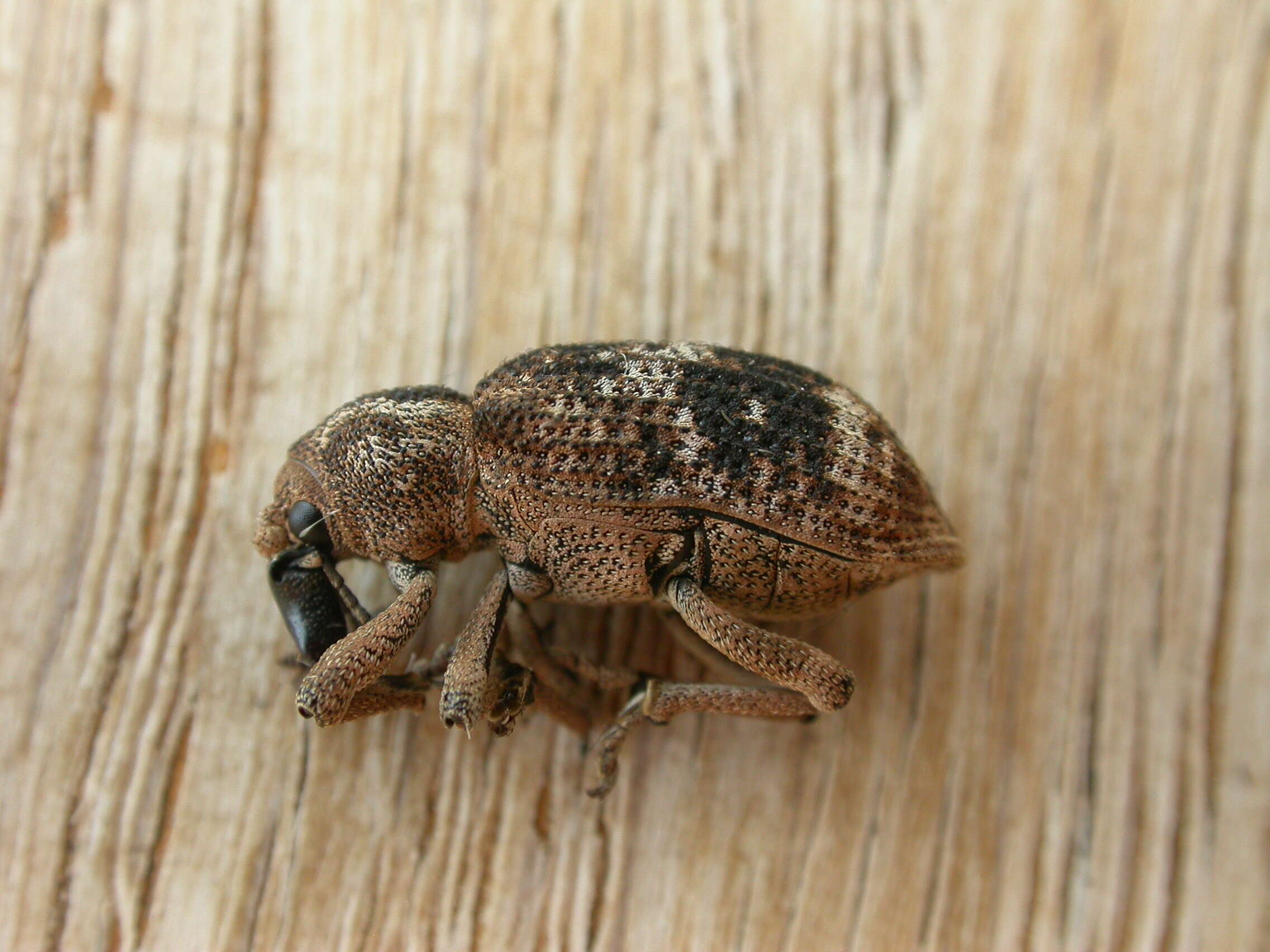 Image of Rhinaria