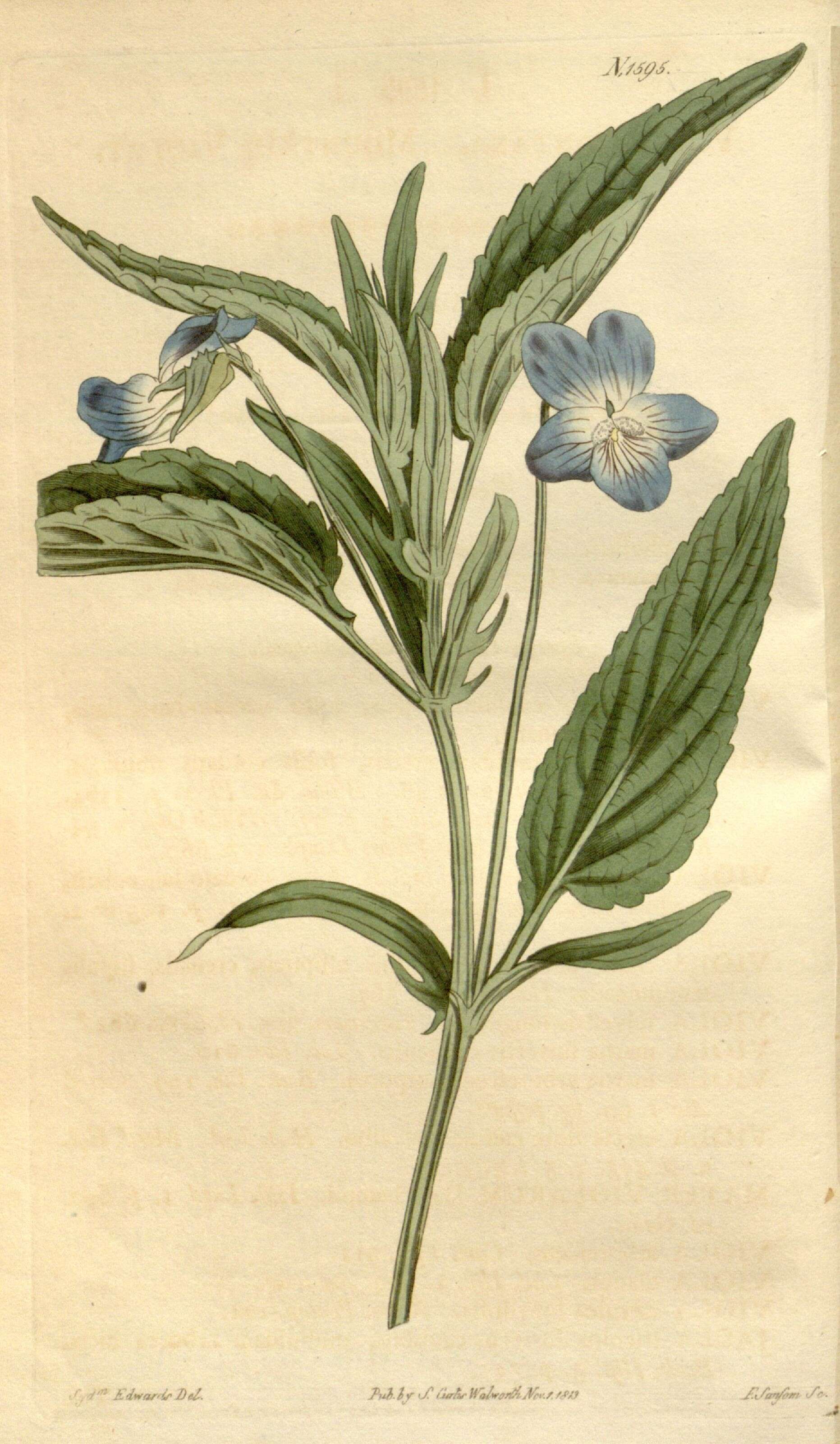 Sivun Viola canina subsp. ruppii (All.) Schübl. & Martens kuva