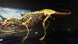 Image of ceratosaur
