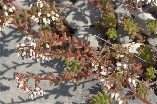 Image of White Stonecrop