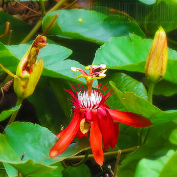 Sivun Passiflora coccinea Aubl. kuva