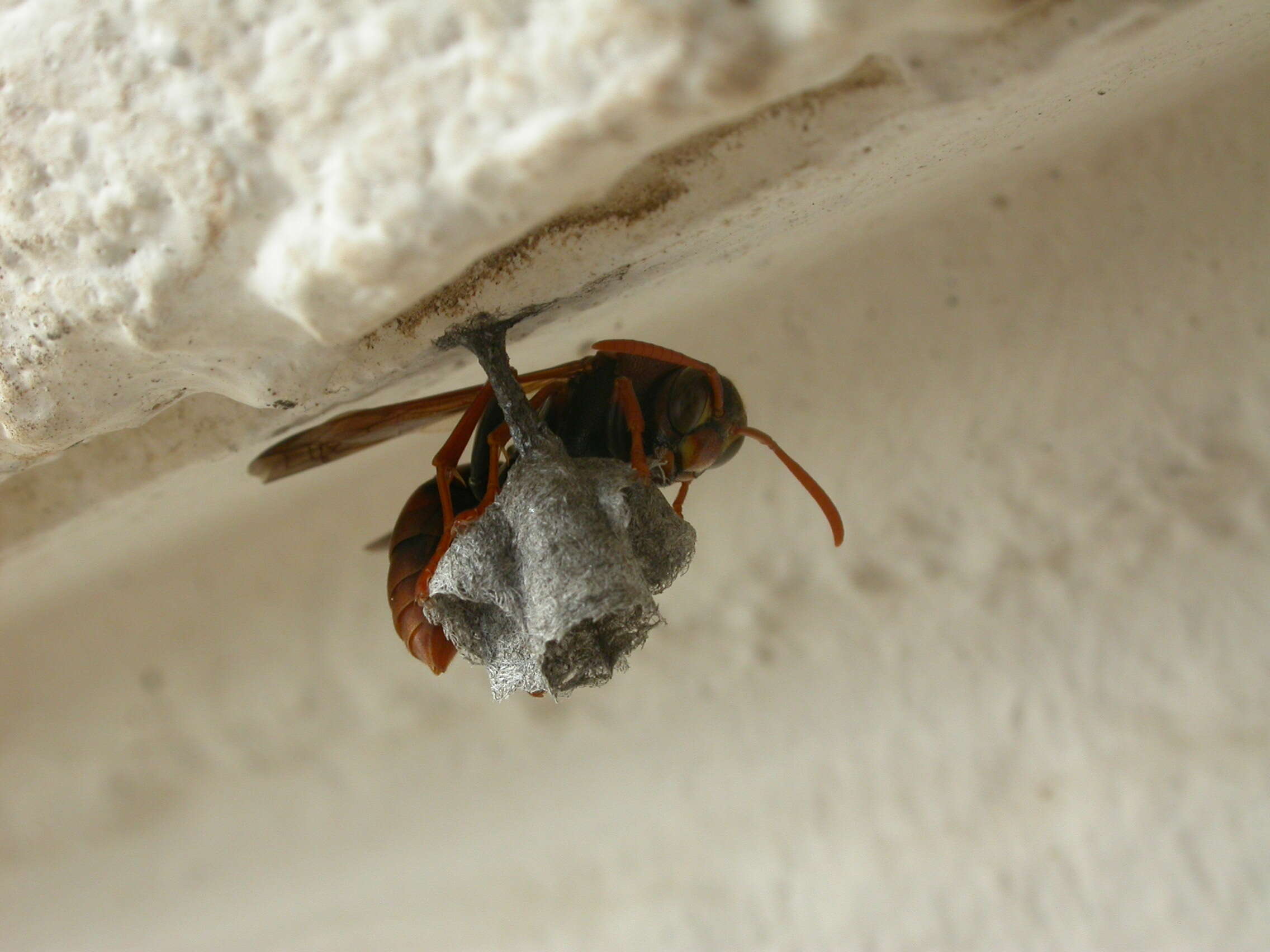 Image of Polistes