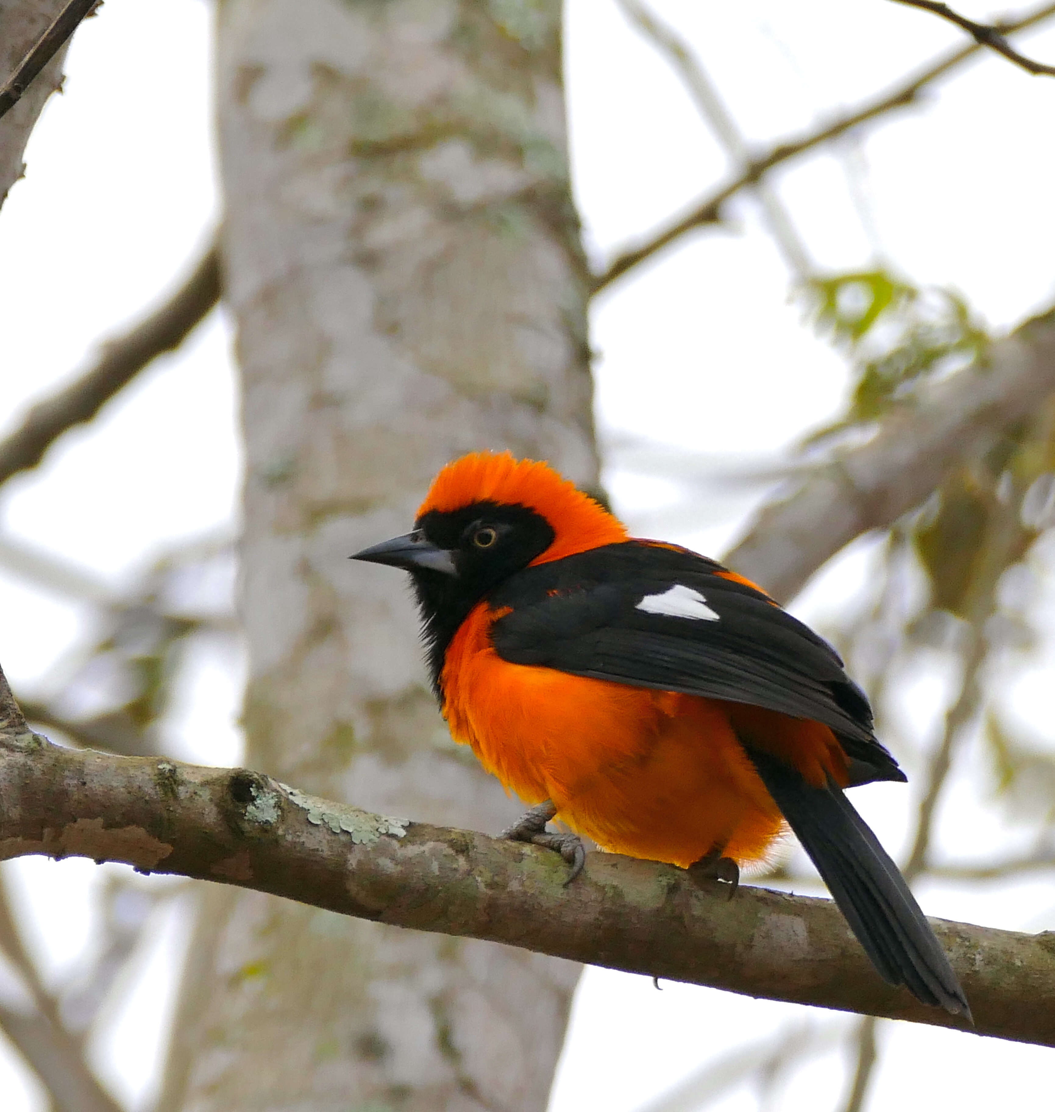 Image de Oriole à dos orange