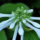 Image of fragrant plantain lily