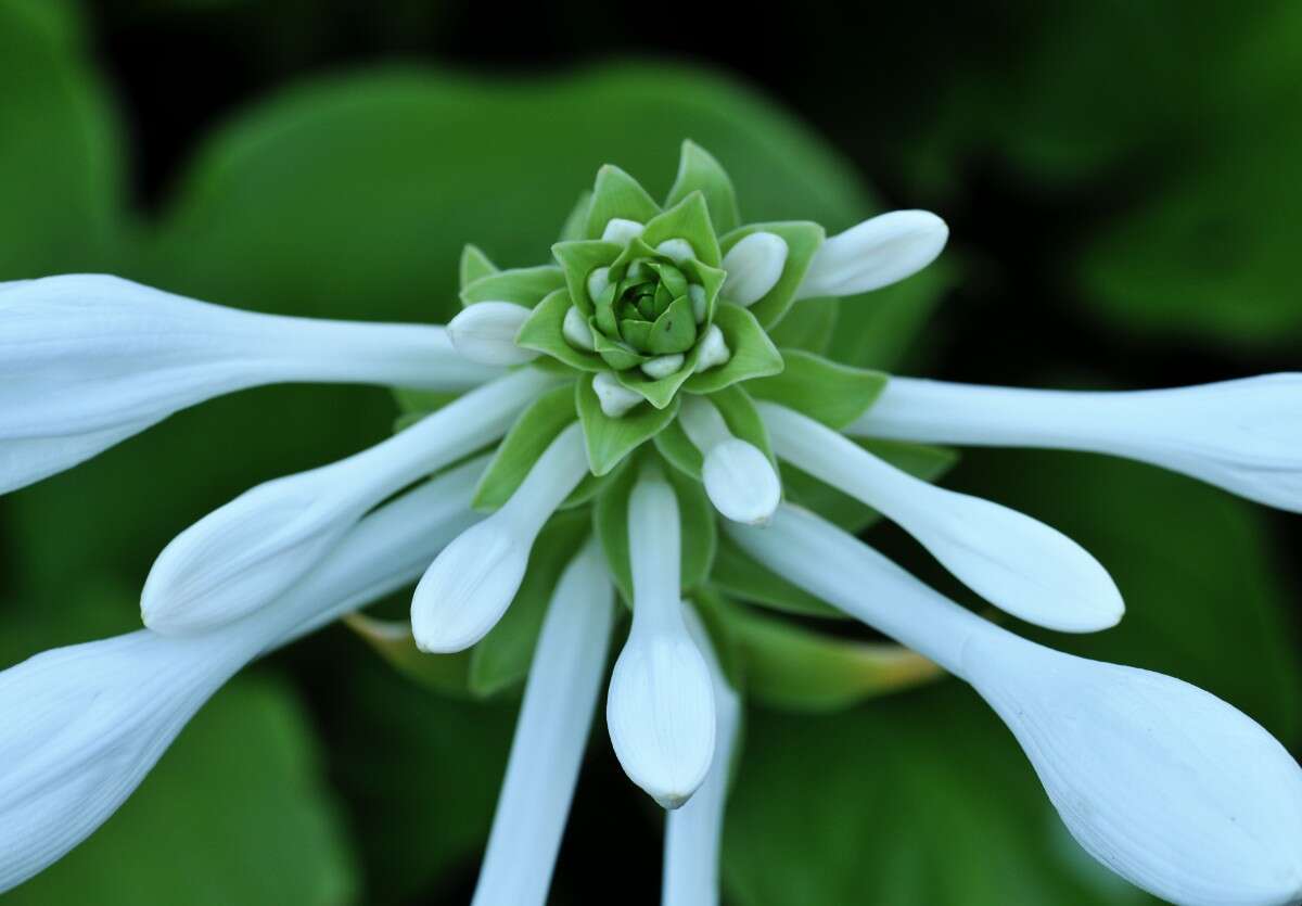 Image of Hosta