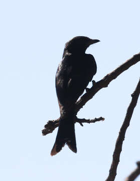 Image of Fork-tailed Drongo