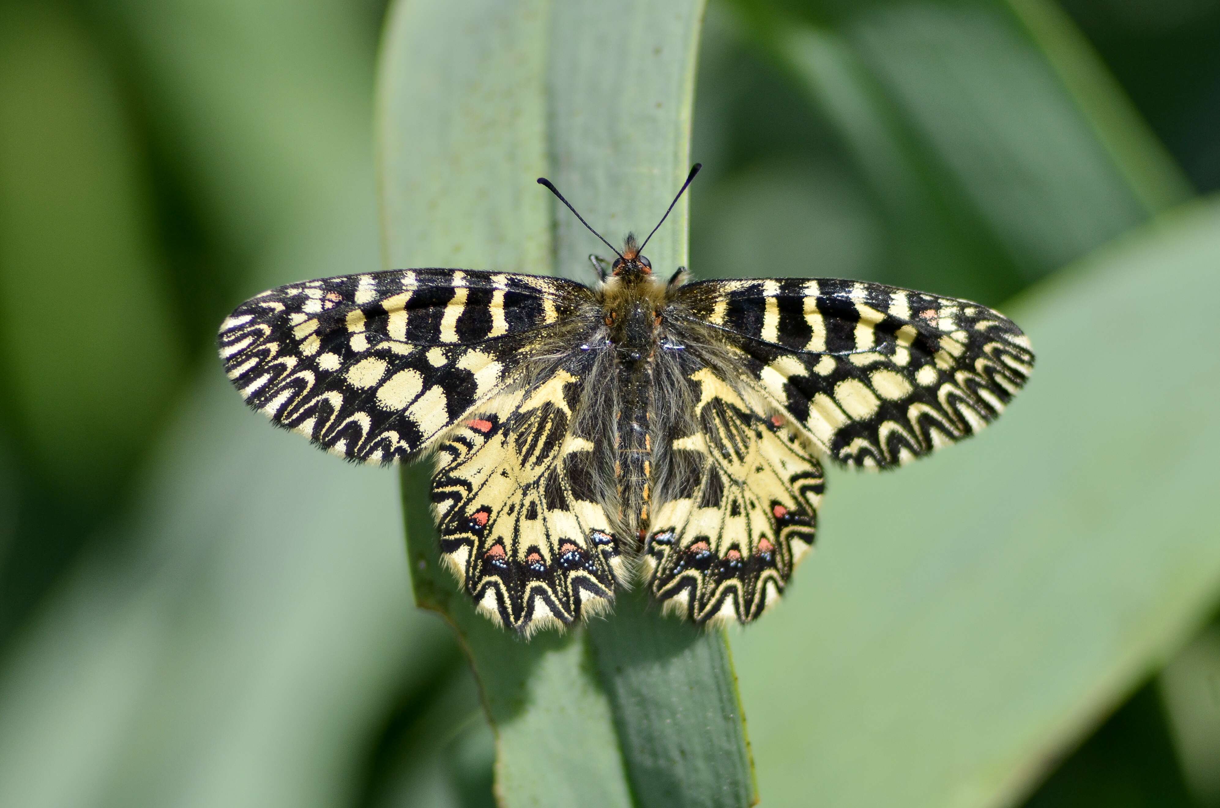 Image of Zerynthia polyxena