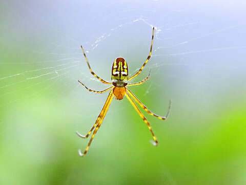 Sivun Leucauge granulata (Walckenaer 1841) kuva