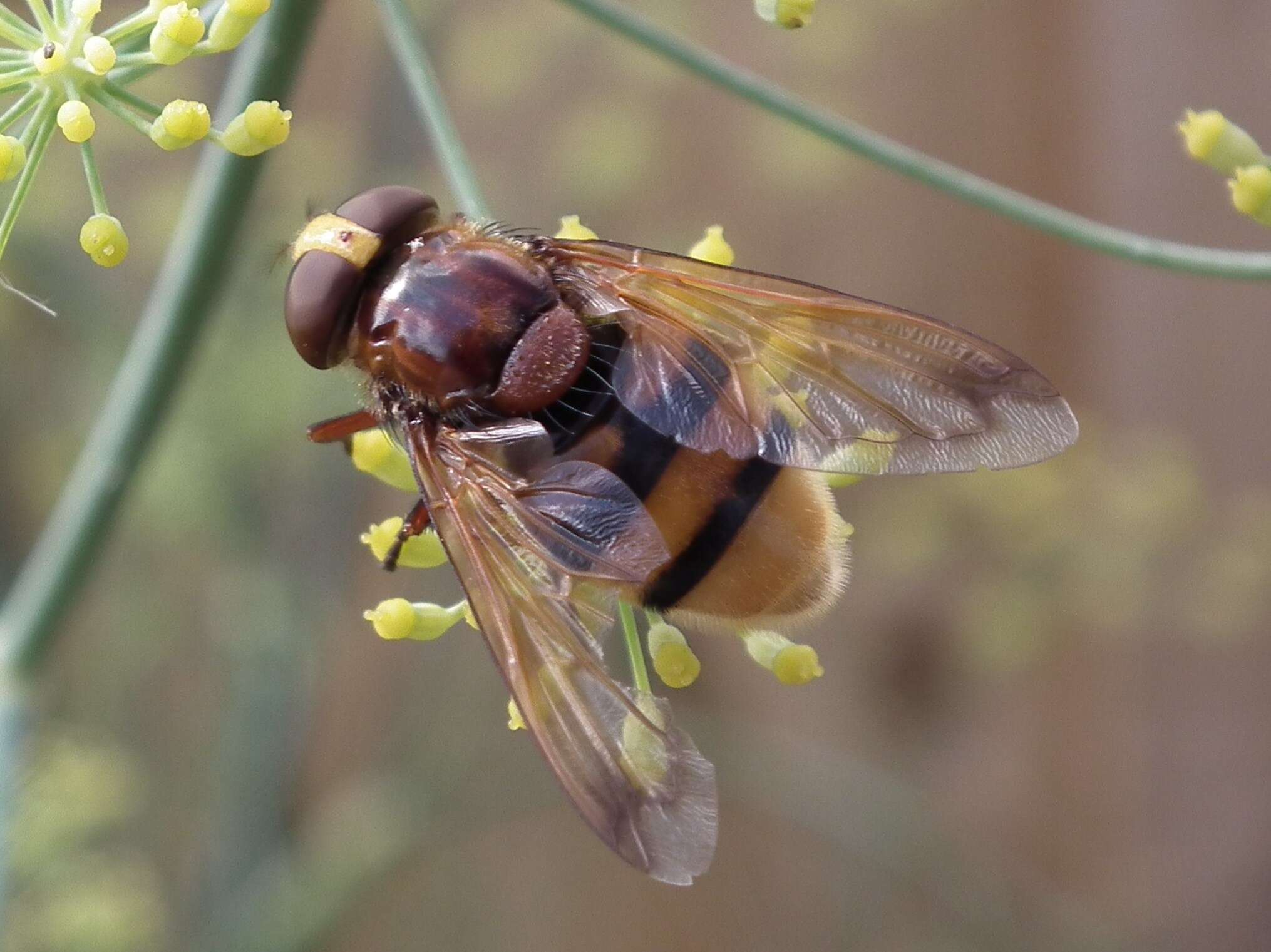 Image of Volucella