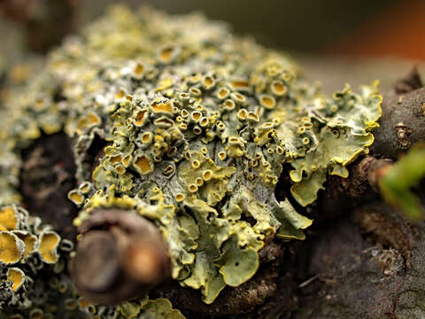 Image of orange wall lichen