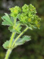 Image of lady's mantle