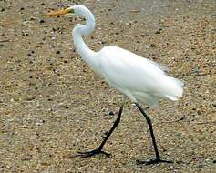 Image of Great Egret