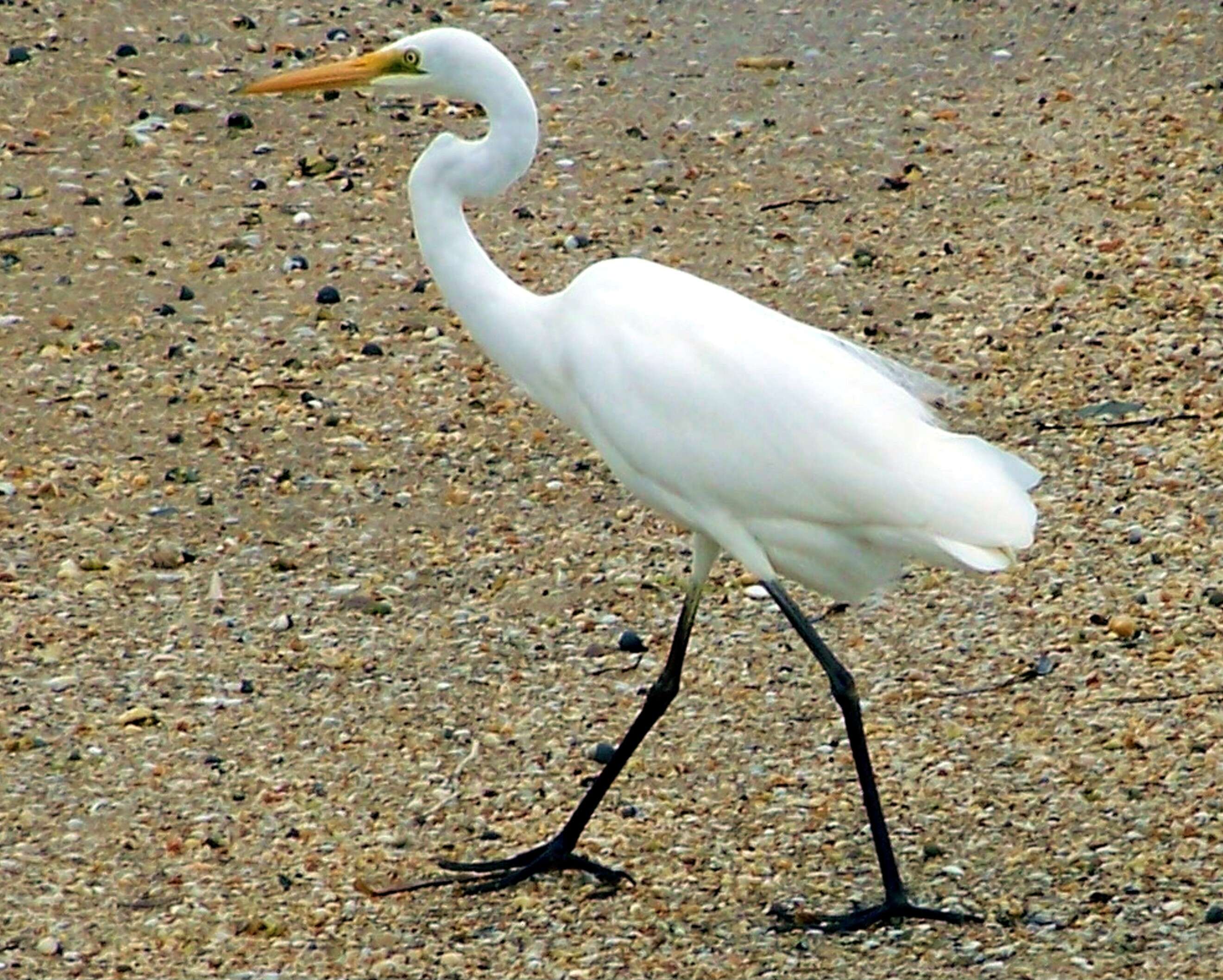 Image of Great Egret