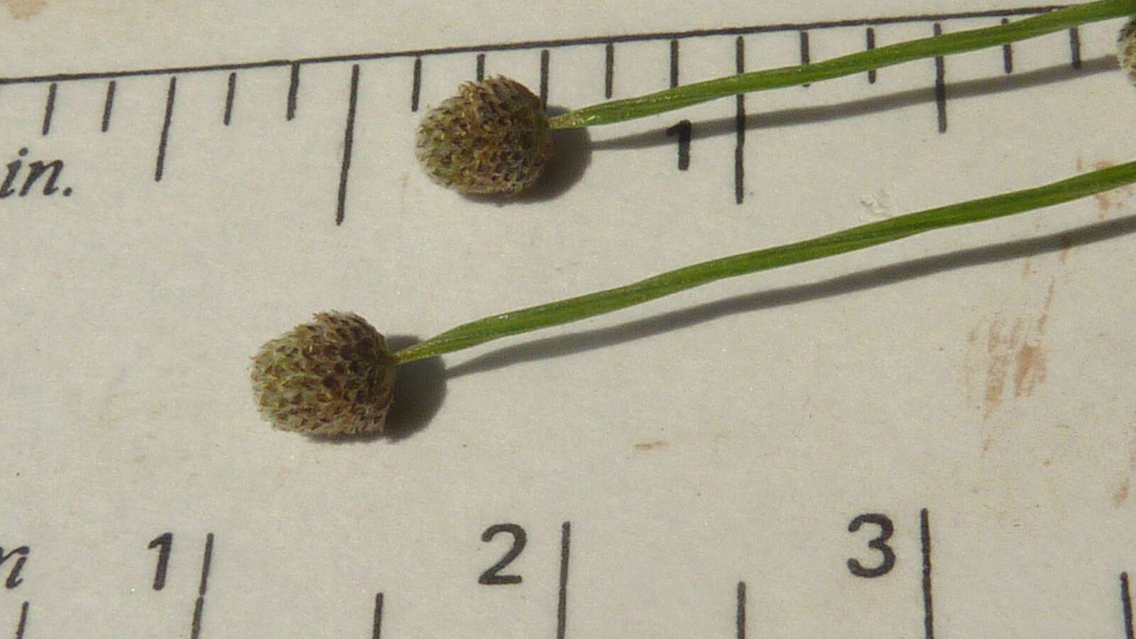 Image of Eriocaulaceae
