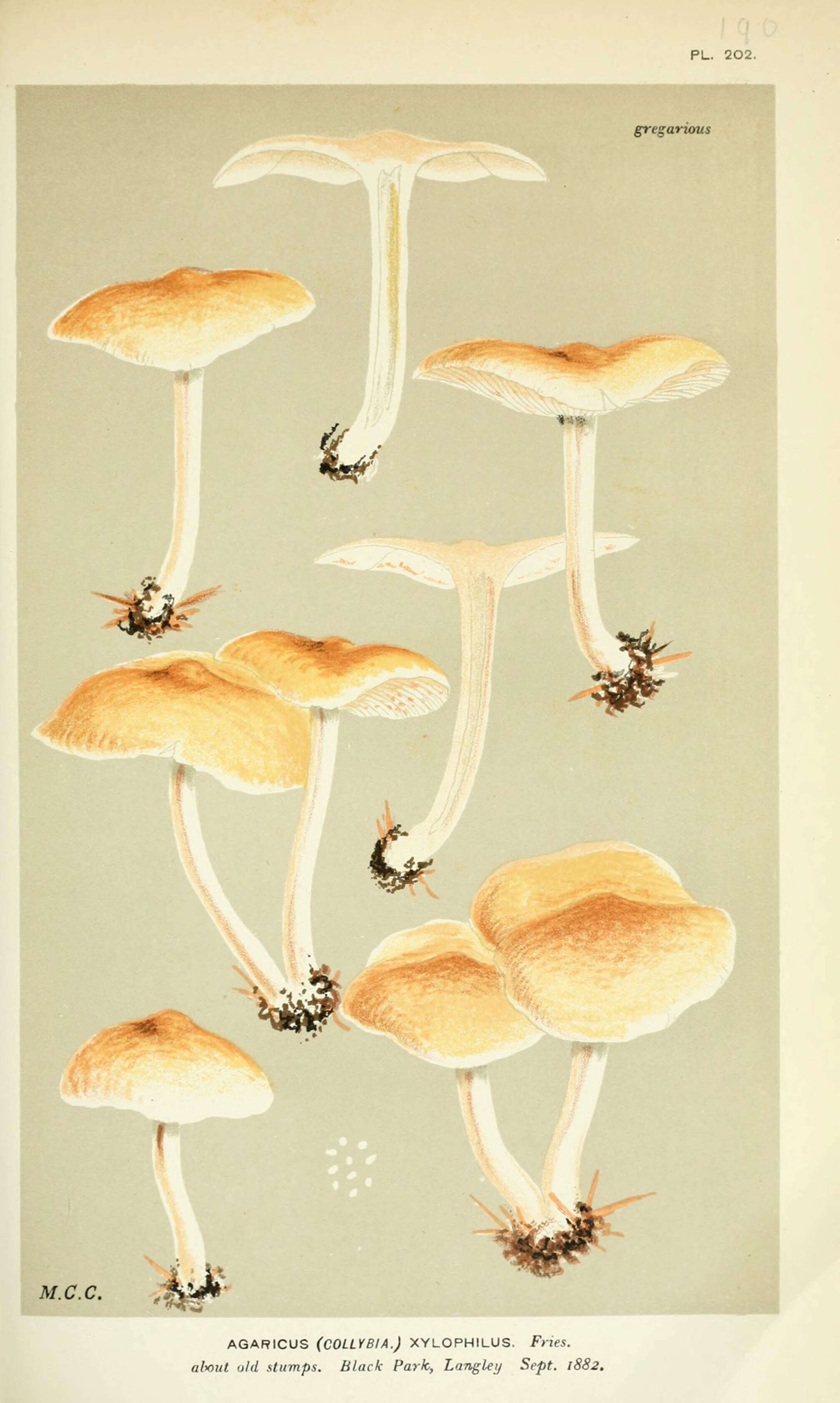 Image of Agaricus xylophilus