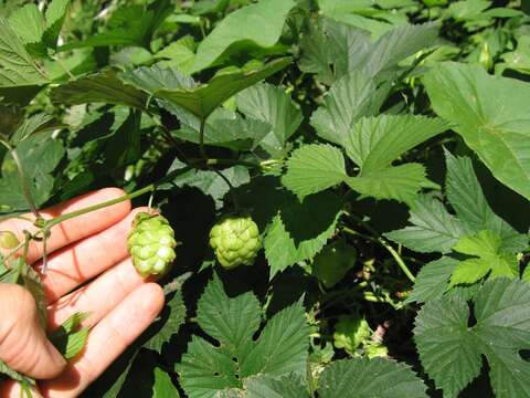 Image of common hop