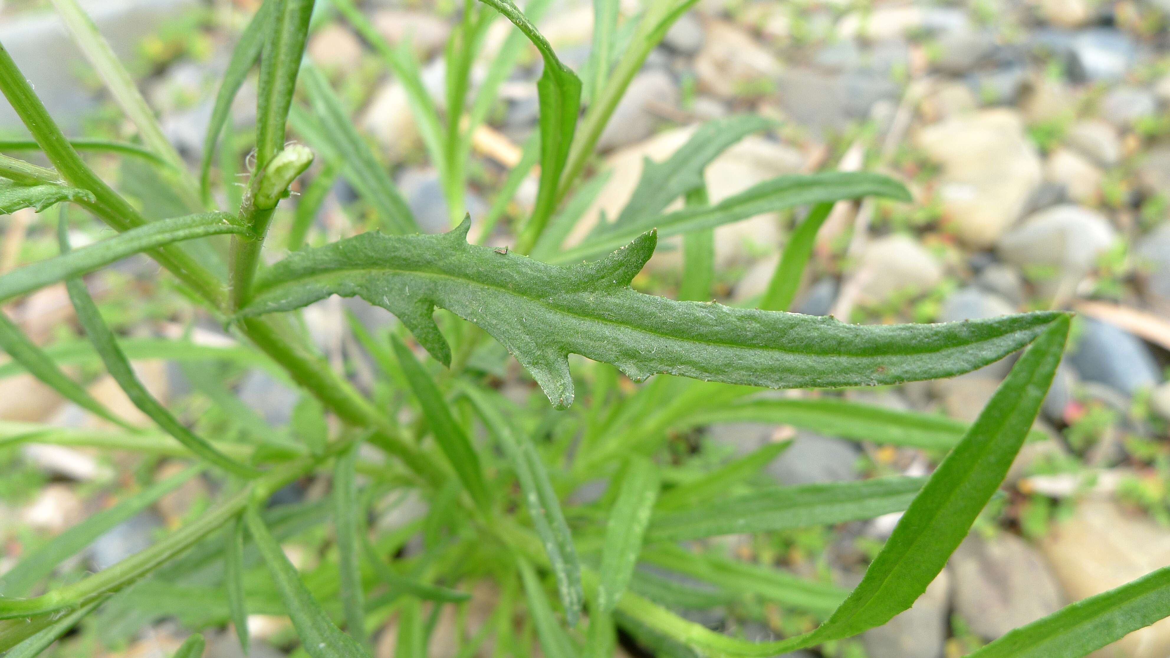 Image of Madagascar ragwort