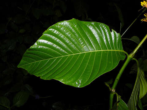 Palicourea guianensis Aubl.的圖片