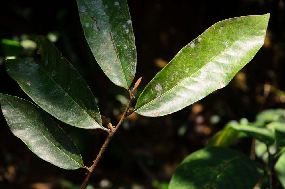 Image of Knema tonkinensis (Warb.) W. J. J. O. de Wilde