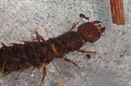 Image of Dobsonflies