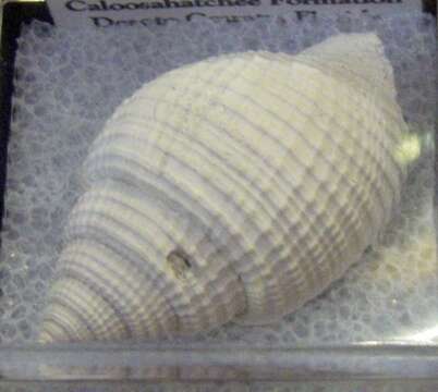 Image of Cancellaria Lamarck 1799