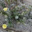 Image of Portulaca hirsutissima Cambess.