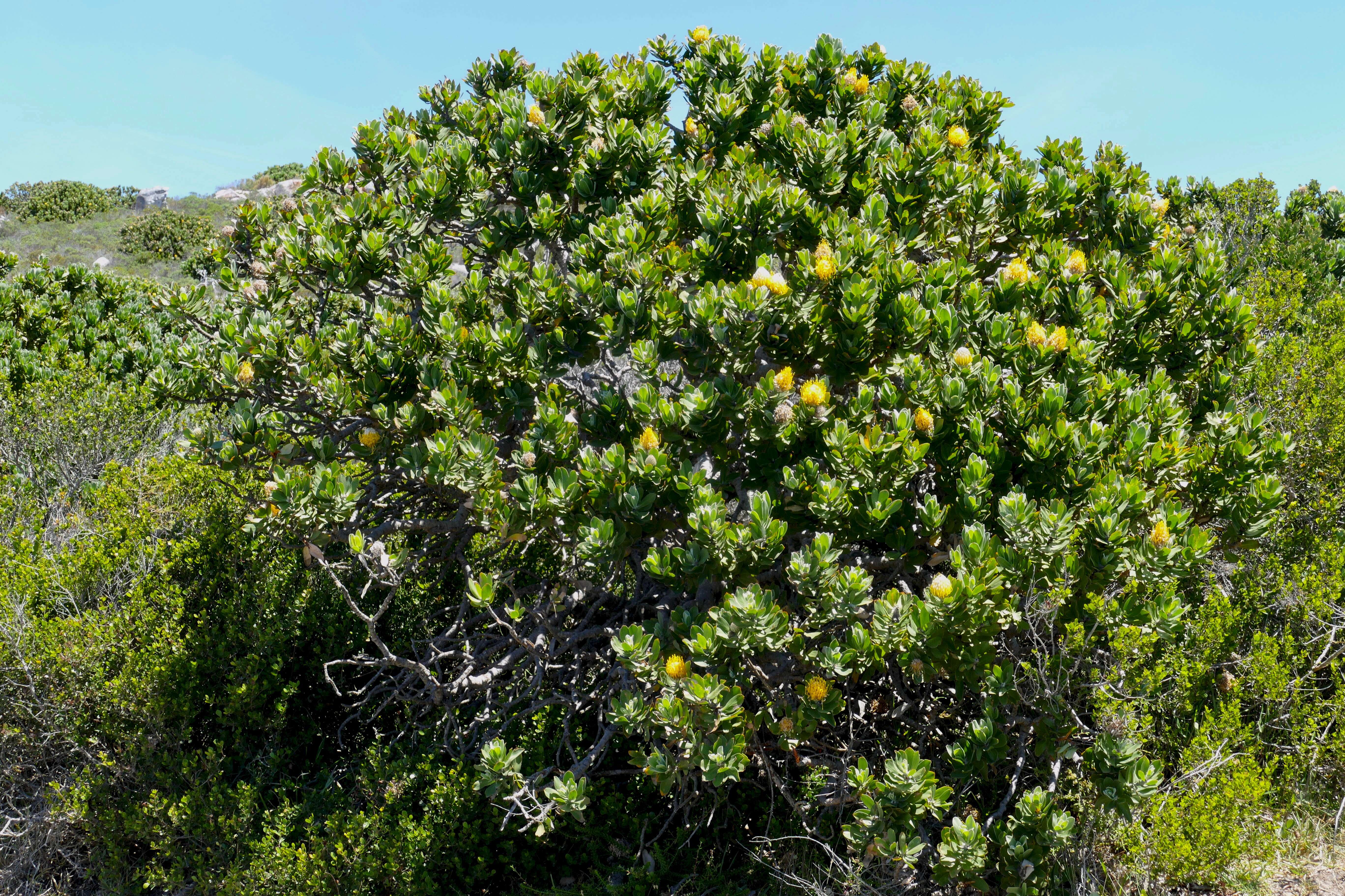 Image of Grey tree-pincushion