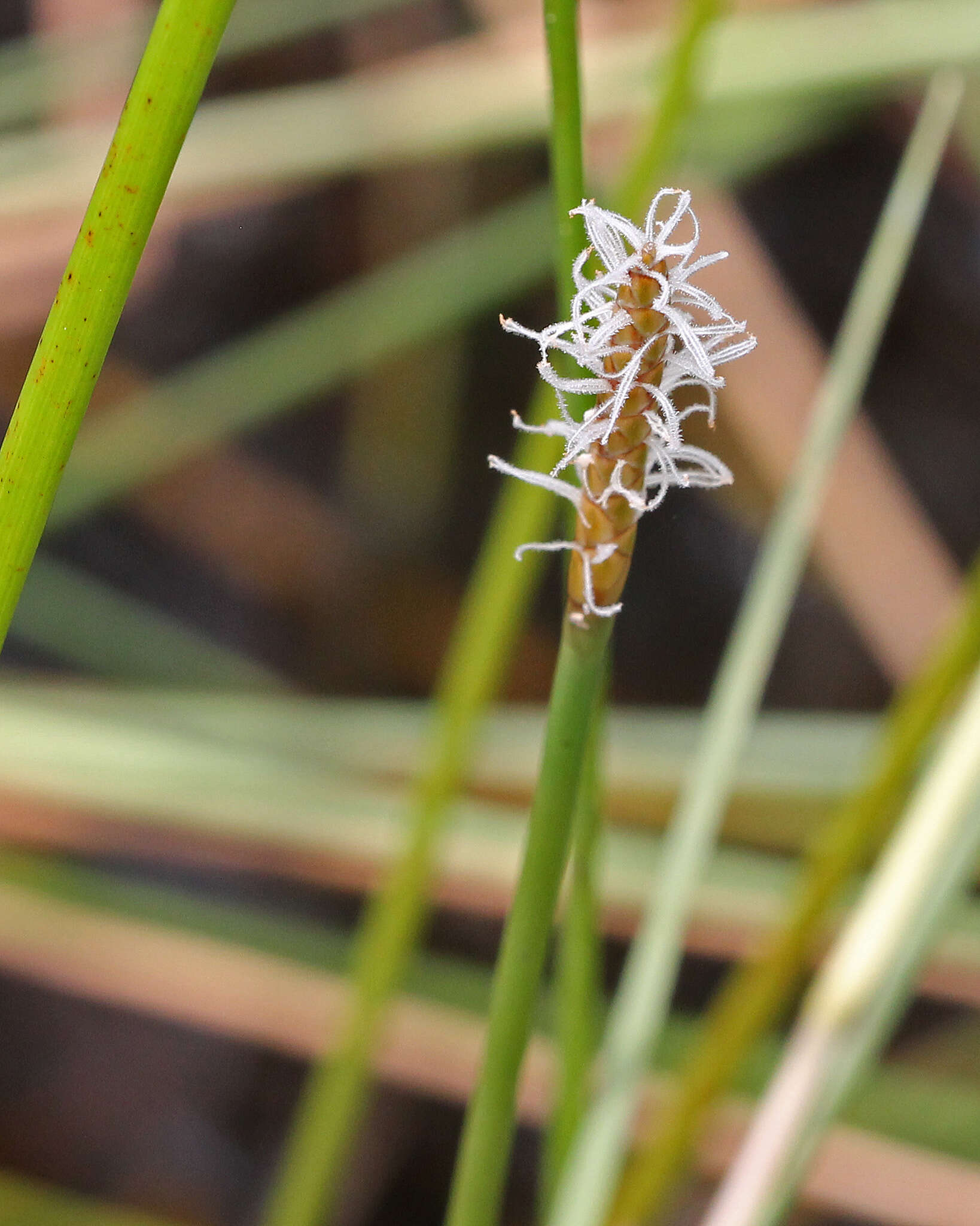 Image of Gulf Coast Spike-Rush