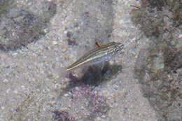 Image of Pearly cardinalfish