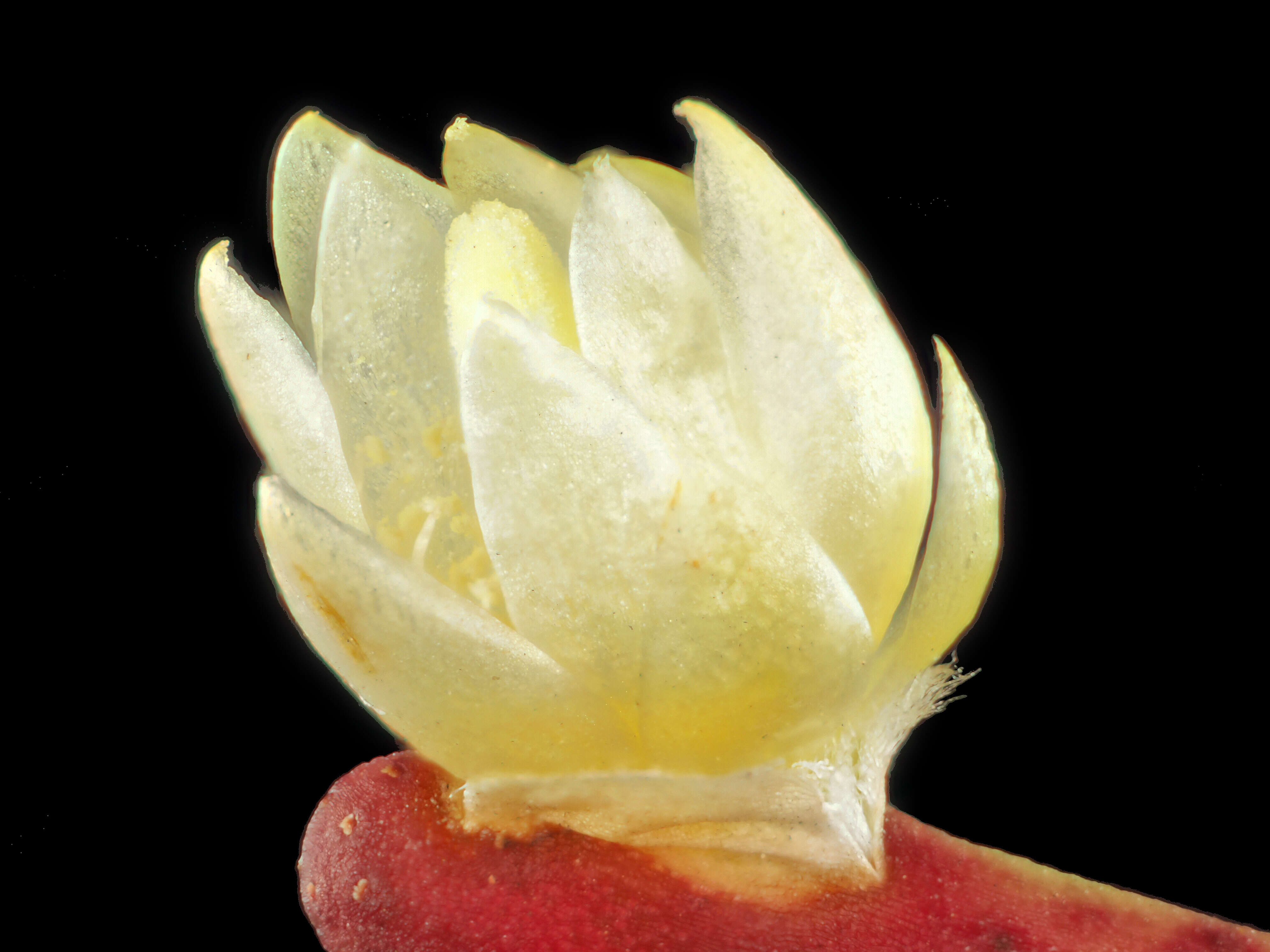 Image of mistletoe cacti