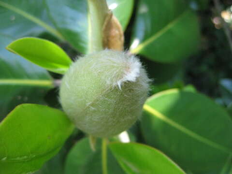 Image of southern magnolia