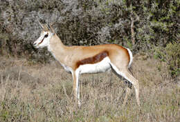 Image of Springbok