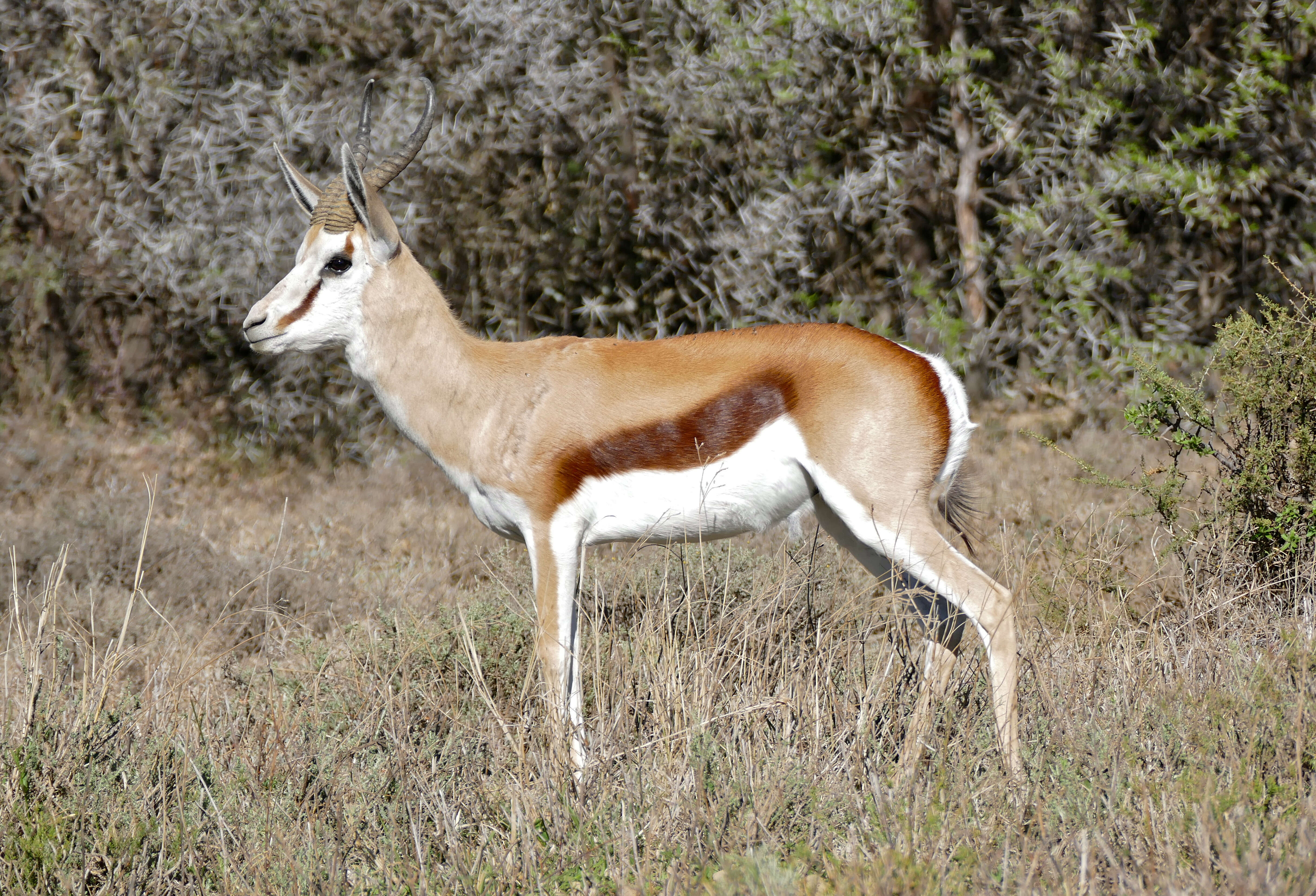 Image of Springbok