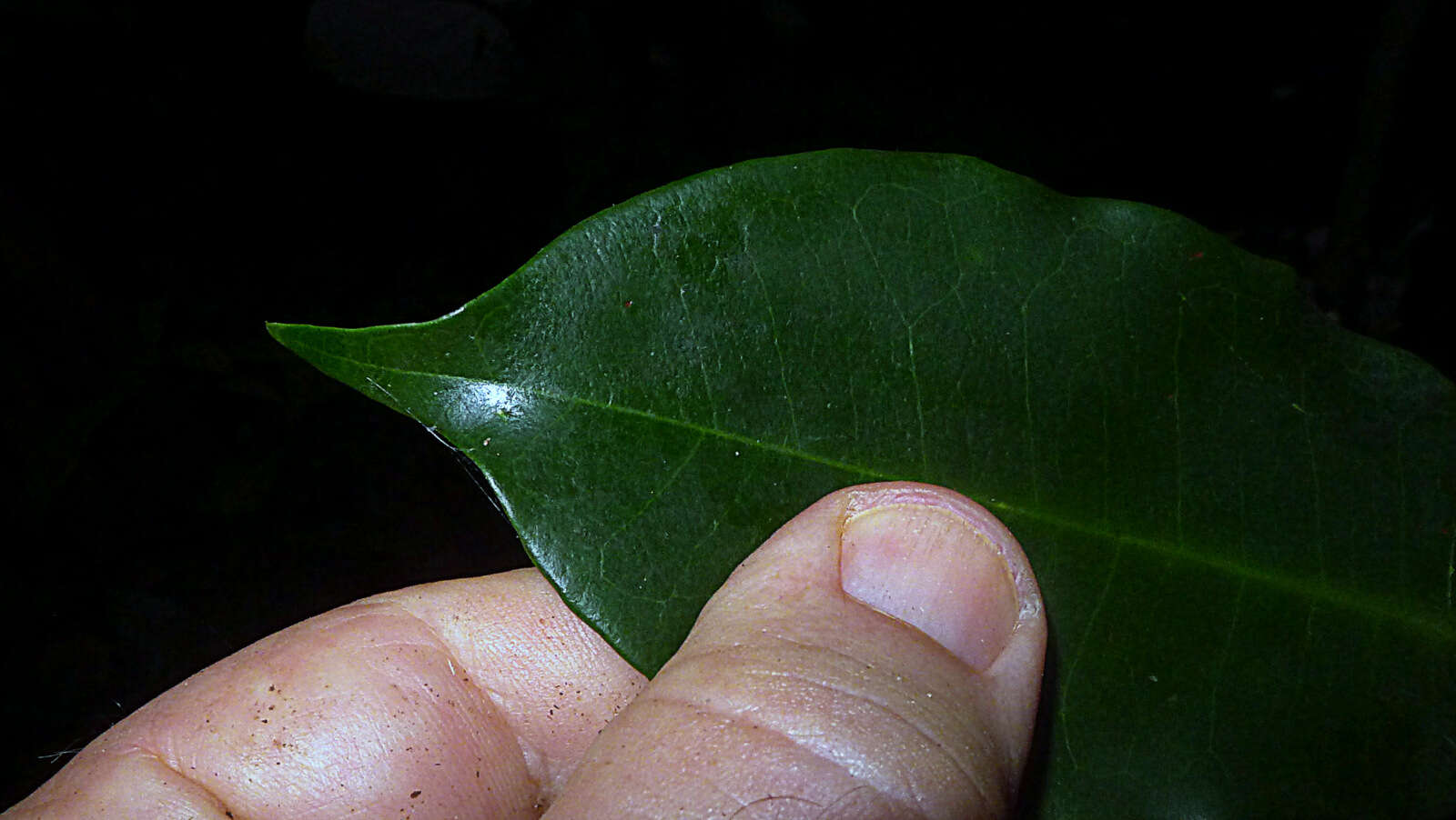 Image de Aptandraceae