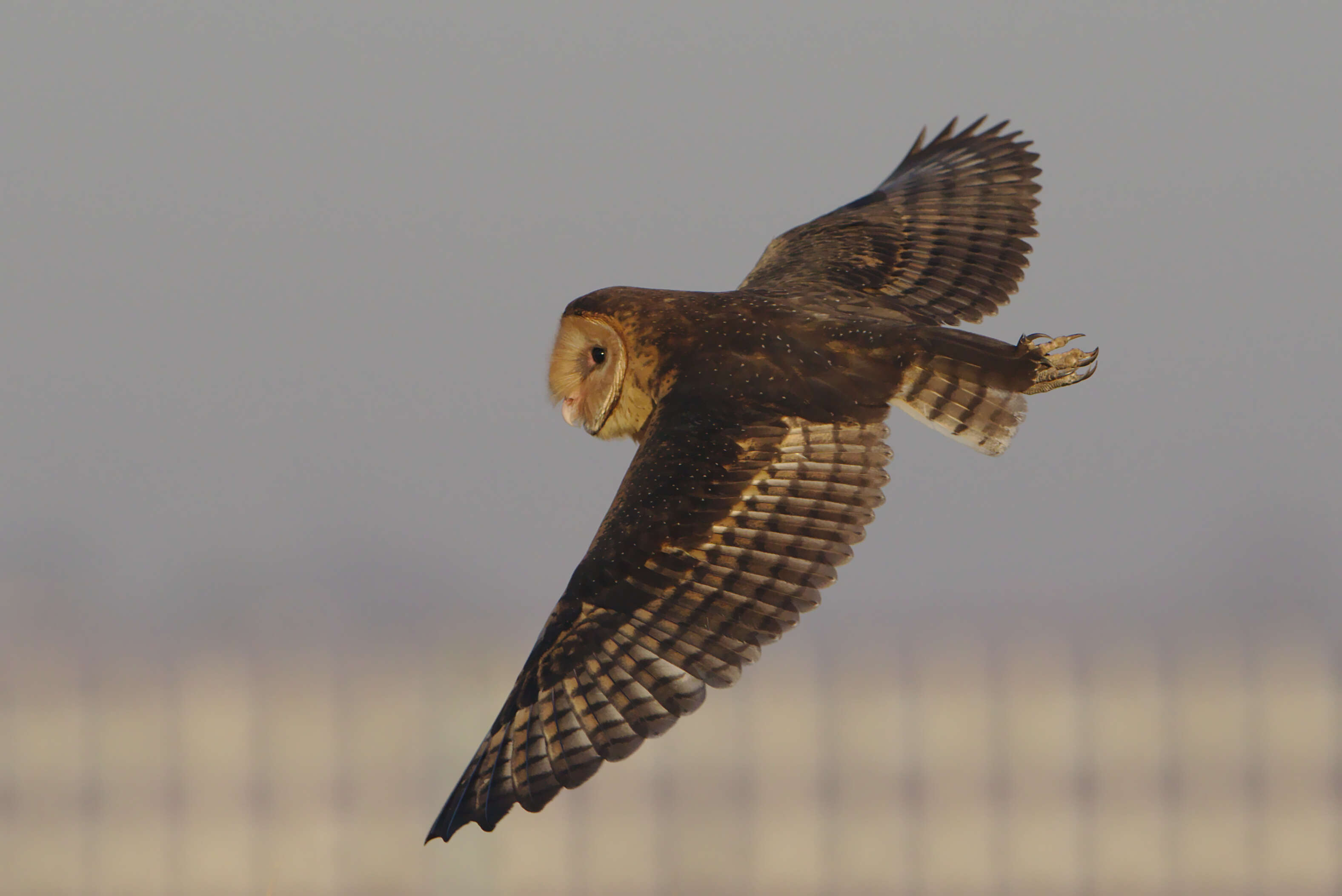 Image of barn owls, masked owls, and bay owls