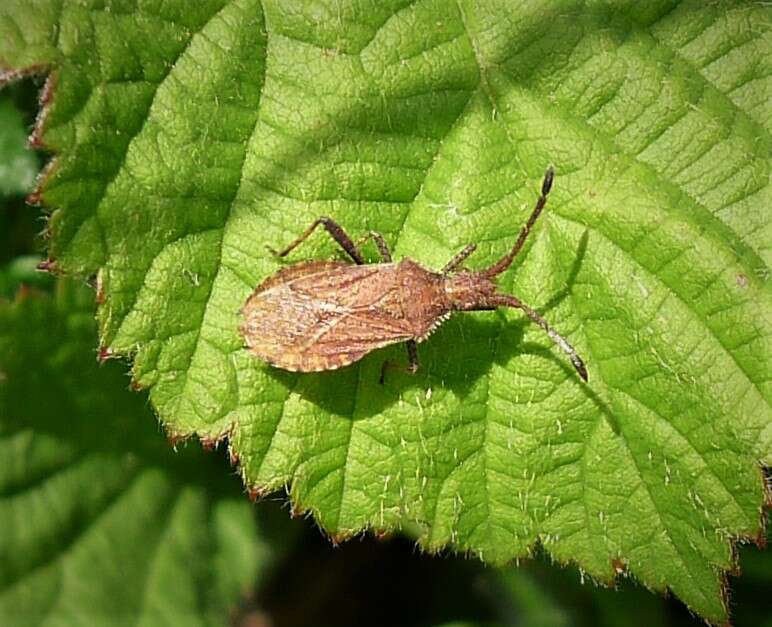 صورة Coriomeris denticulatus (Scopoli 1763)