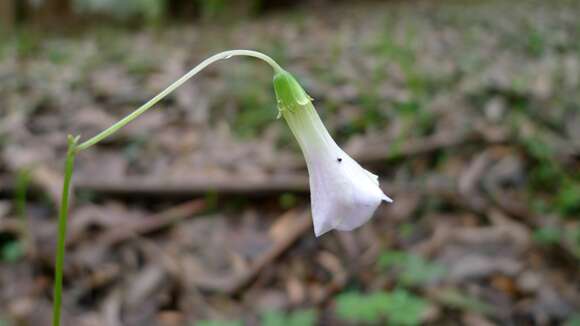 Image of crimson woodsorrel