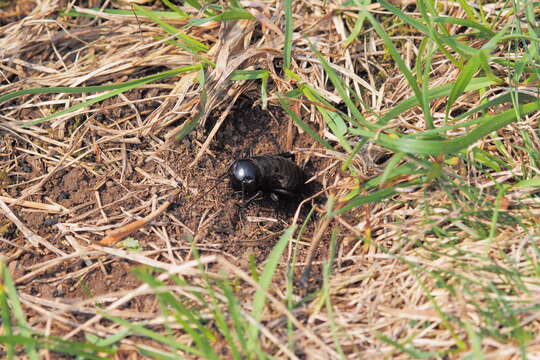 Image of Field cricket