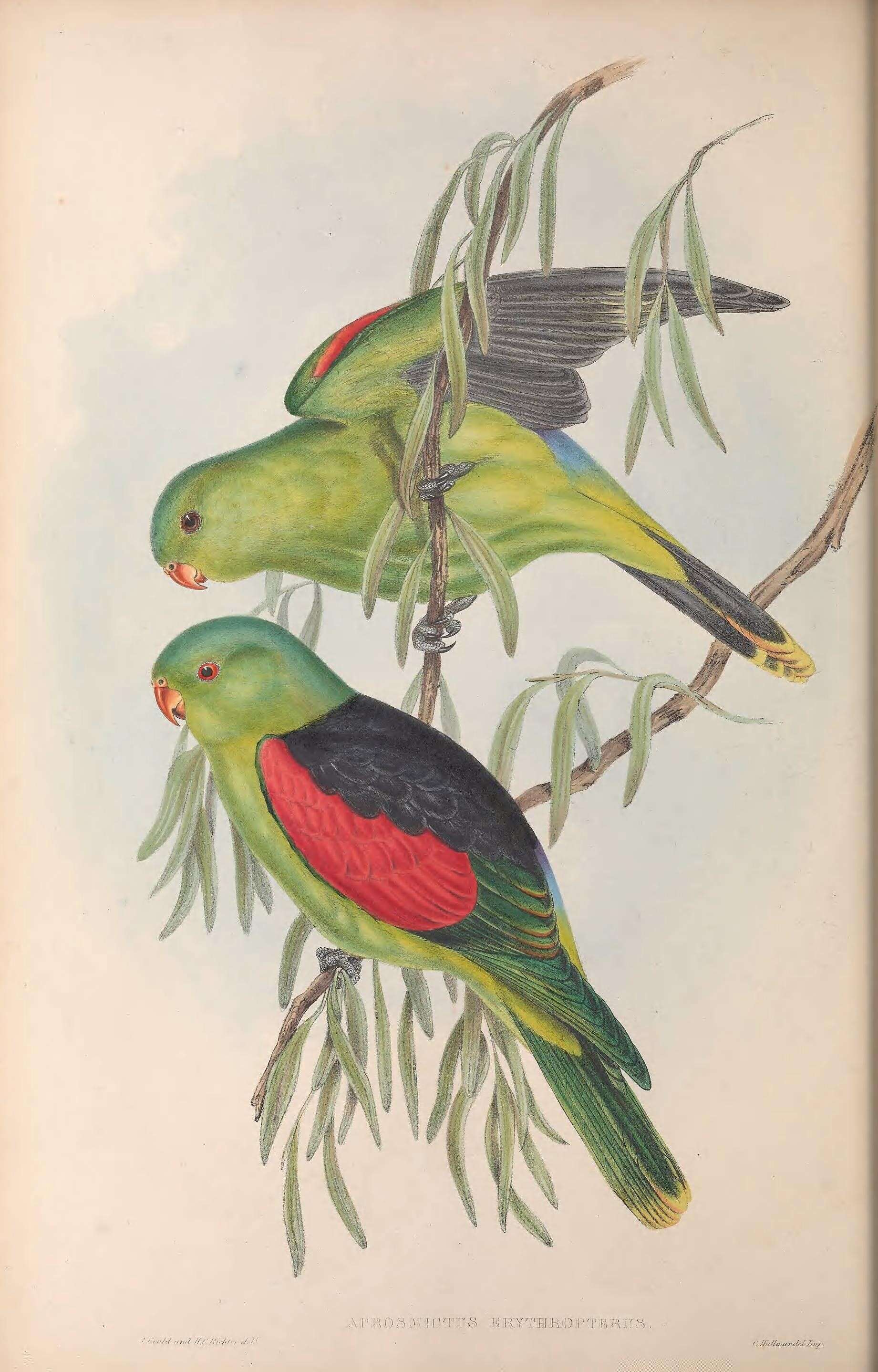 صورة Aprosmictus Gould 1842