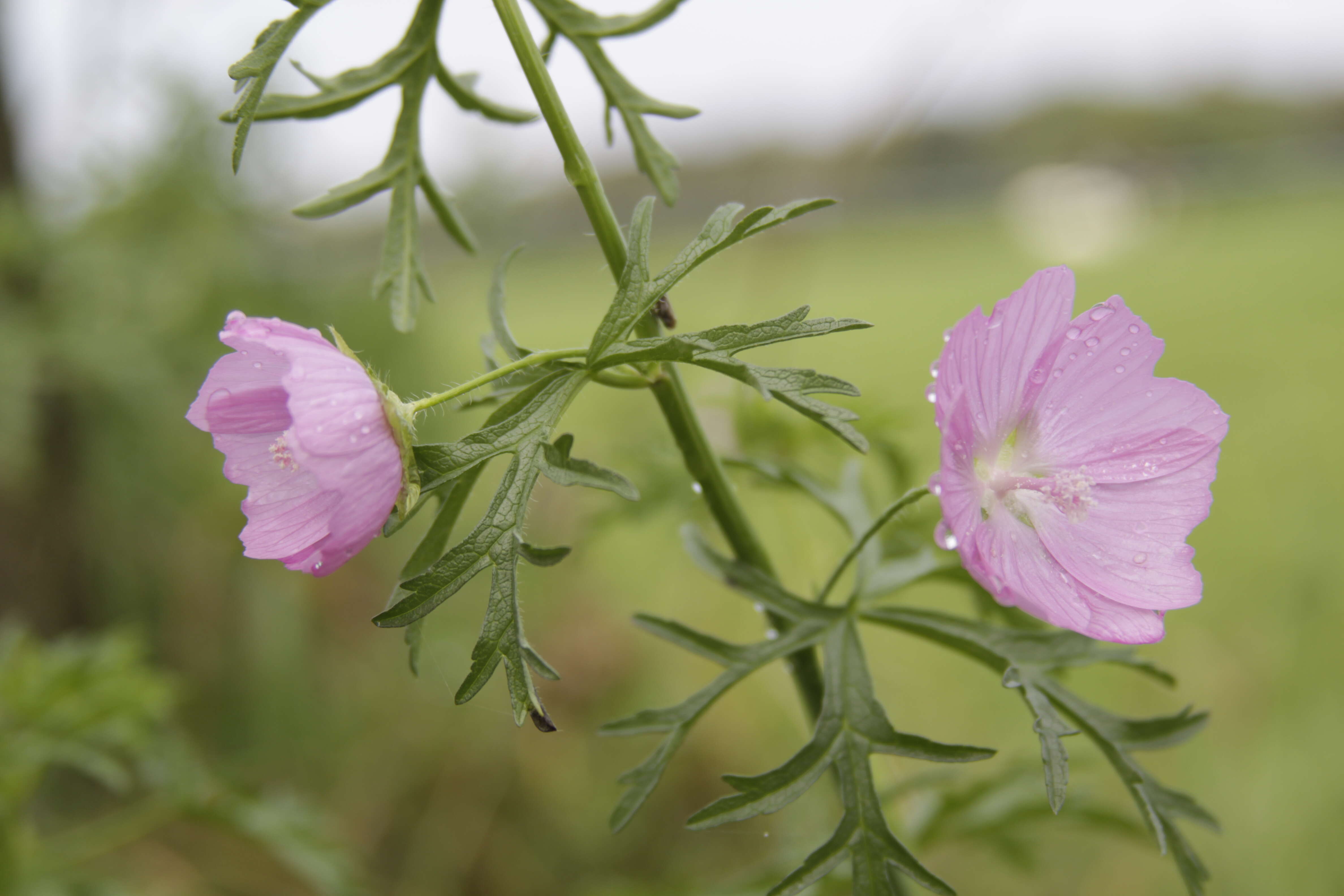 Image of Malva Alcea