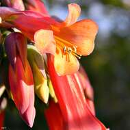 Image of Chandelier plant