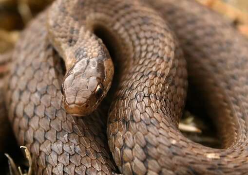 Image of brown-bellied snakes