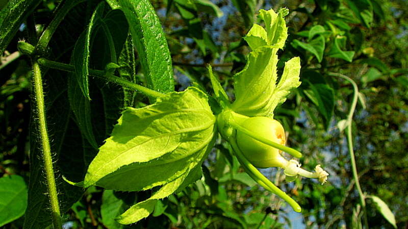 Plancia ëd Dalechampia peckoltiana Müll. Arg.