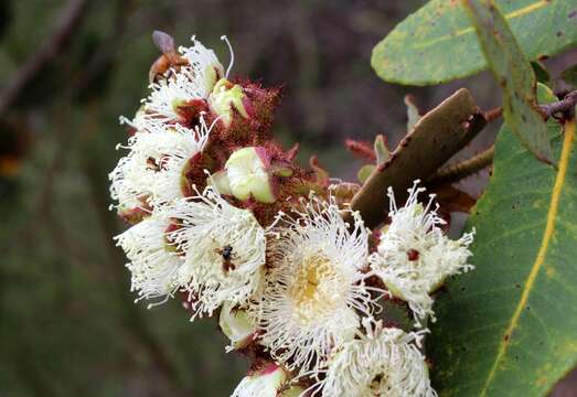 Image of Exoneura bicolor Smith 1854