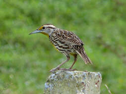 Sturnella magna (Linnaeus 1758) resmi