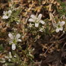 Image of Arenaria armerina Bory
