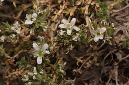 Image of Arenaria armerina Bory