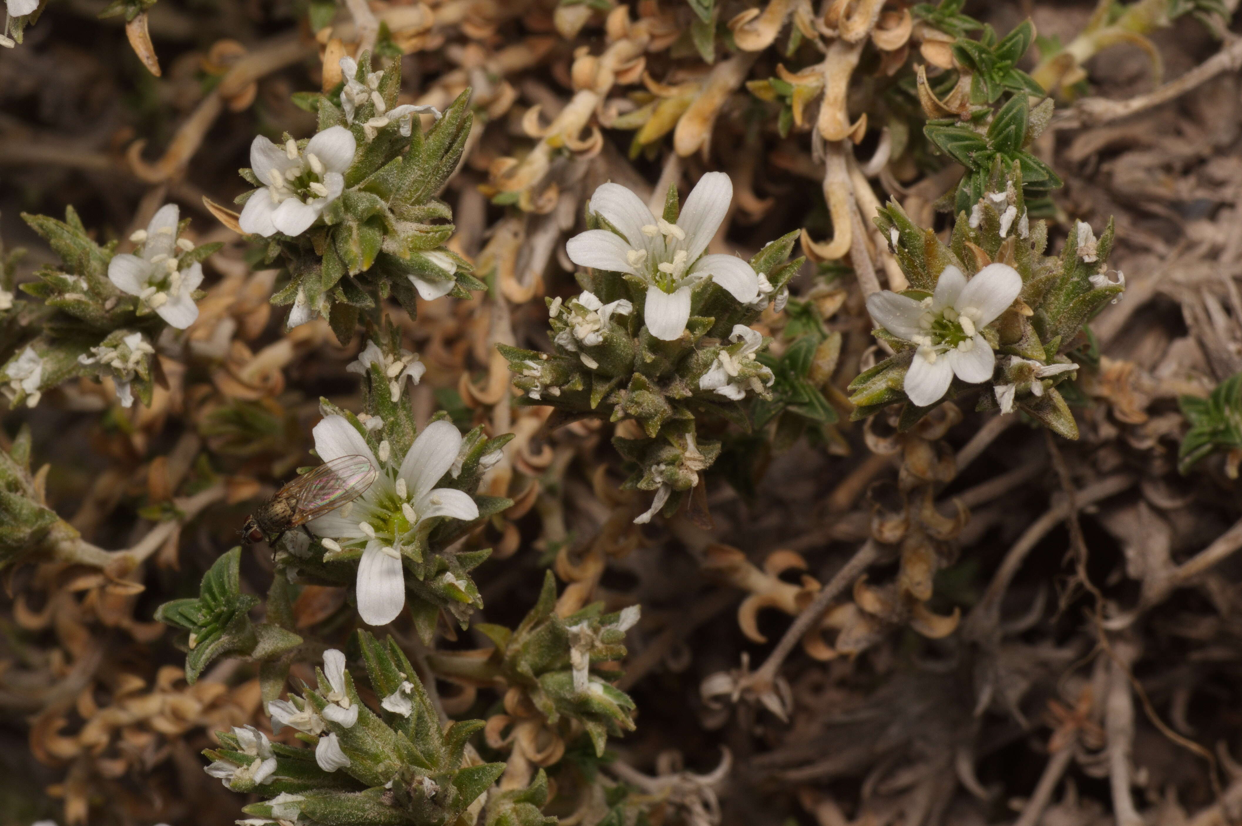 صورة Arenaria armerina Bory