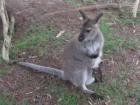 Image of Dama Wallaby